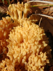 Ramaria flava