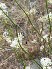 Sphecidae