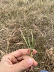 Bouteloua dactyloides