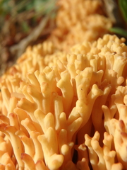 Ramaria flava
