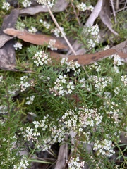 Platysace