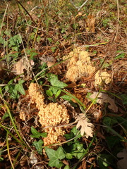 Ramaria flava