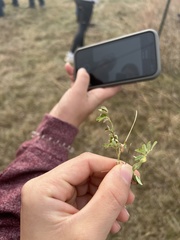 Euphorbia glyptosperma
