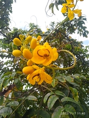 Senna viarum