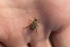 Hoplia