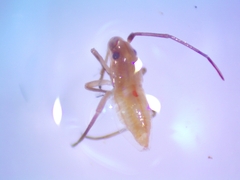 Stenodema trispinosum