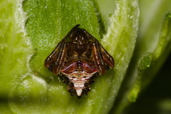 Verrucosa meridionalis