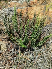 Cheilanthes hirta