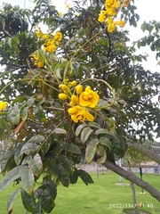 Senna viarum