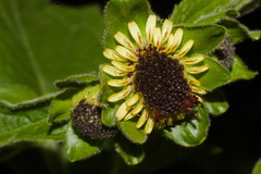 Smallanthus connatus