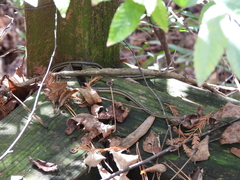 Thamnophis proximus orarius