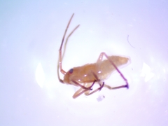Stenodema trispinosum