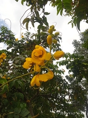Senna viarum