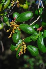 Quercus agrifolia oxyadenia