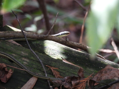 Thamnophis proximus orarius