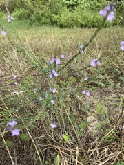 Verbena xutha