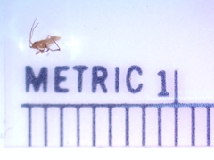 Stenodema trispinosum