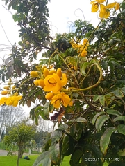 Senna viarum