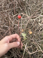 Rosa arkansana