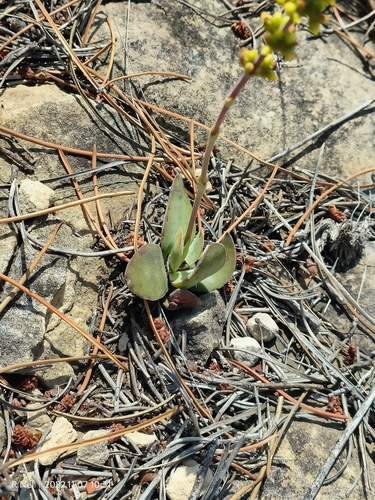 Crassula nudicaulis