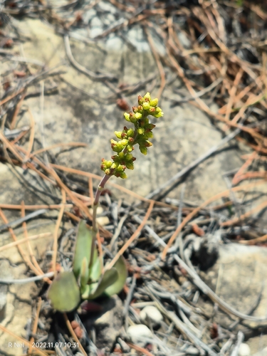 Crassula nudicaulis