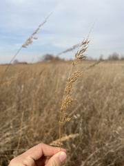 Sorghastrum