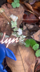 Parmotrema hypotropum