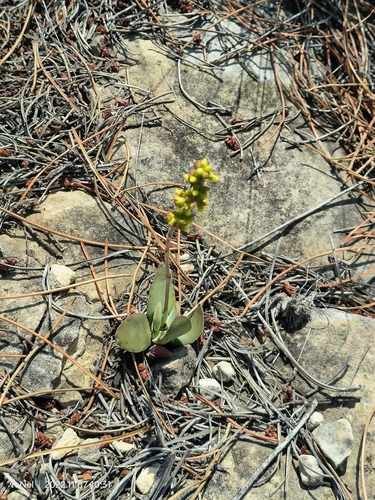 Crassula nudicaulis