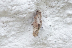 Canephora hirsuta