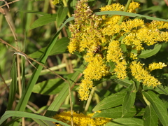 Anthidiellum perplexum