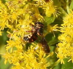 Anthidiellum perplexum