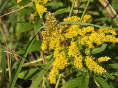 Anthidiellum perplexum