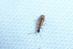 Demetrias monostigma