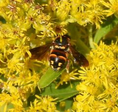 Anthidiellum perplexum