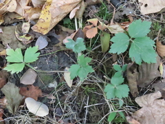 Ranunculus multifidus