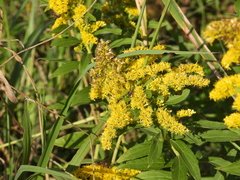 Anthidiellum perplexum