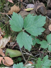 Ranunculus multifidus