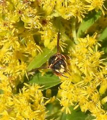 Anthidiellum perplexum