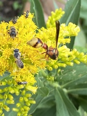 Eumenes bollii