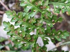 Asplenium fontanum