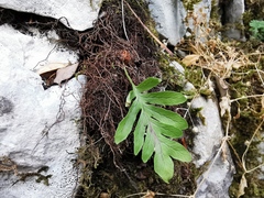 Polypodium cambricum