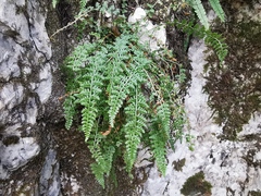 Asplenium fontanum