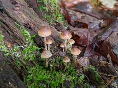 Psilocybe caerulipes
