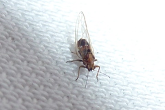 Psyllidae