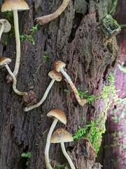 Psilocybe caerulipes