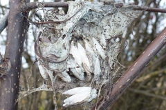 Yponomeuta evonymella