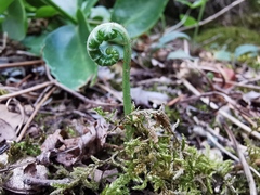 Polypodium cambricum