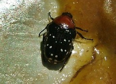 Clinteroides permutans