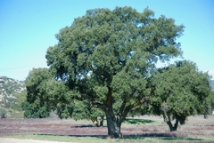 Quercus agrifolia oxyadenia