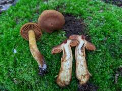 Cortinarius rubellus